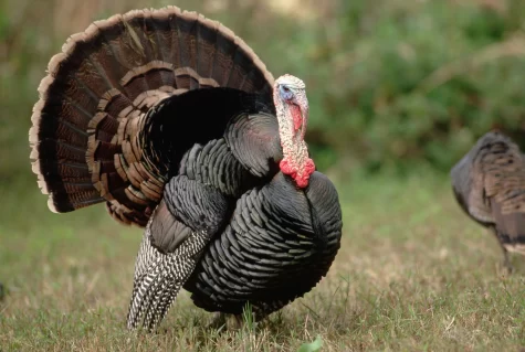 Why Turkey at Thanksgiving?