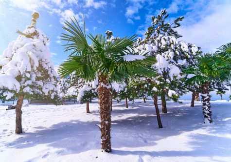 Is it Possible to Snow in West Palm Beach?