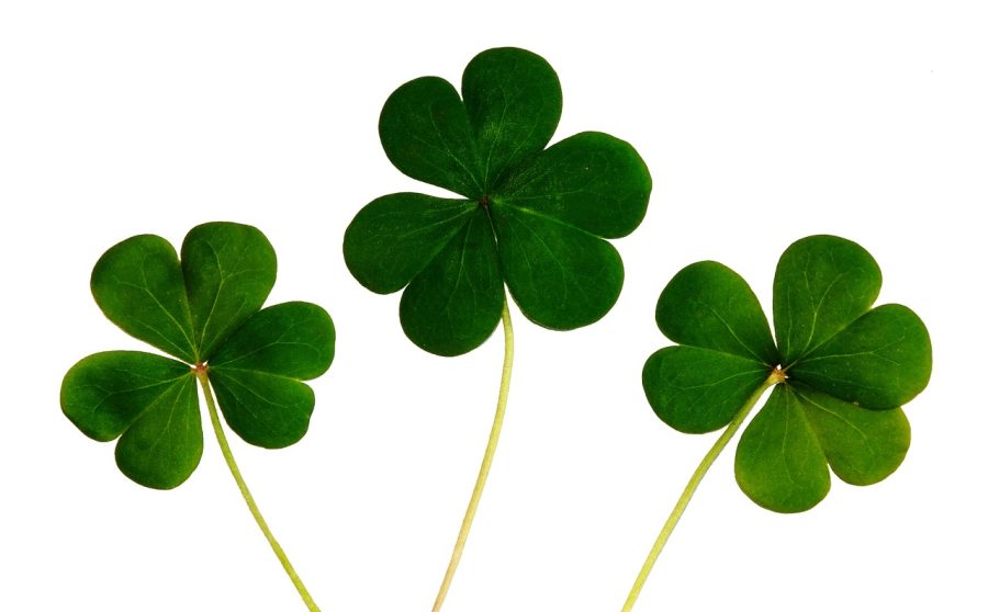 Why is the Shamrock a Symbol of Luck?