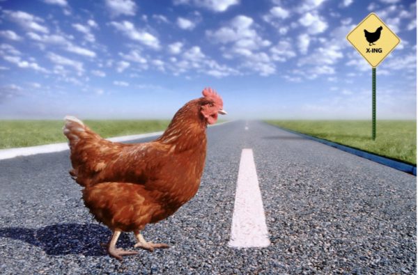Who was the Chicken that Crossed the Road?