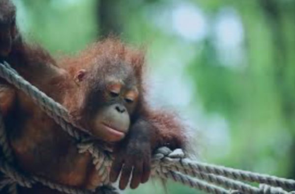 The Sad Truth of Orangutans